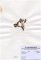 藏品(長柄雀冠藻)的圖片